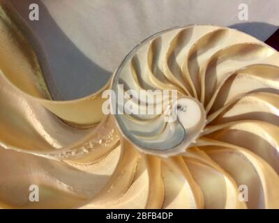 Schale nautilus Perle Fibonacci Sequenz Symmetrie Querschnitt Spirale Struktur goldenes Verhältnis Hintergrund Weichtier (nautilus pompilius) kopieren Raum Hälfte Stockfoto