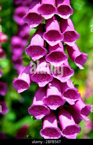 Wild Foxhandschuh Cornwall England Stockfoto