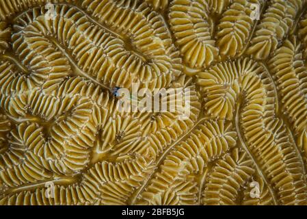 Pfefferminz Goby - (Coryphopterus lipernes) auf Labyrinth-Korallen auf dem Bari Reef Tauchplatz, Bonaire, Niederländische Antillen Stockfoto