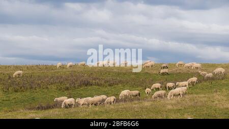 Schafherde auf der Weide am Hang Stockfoto