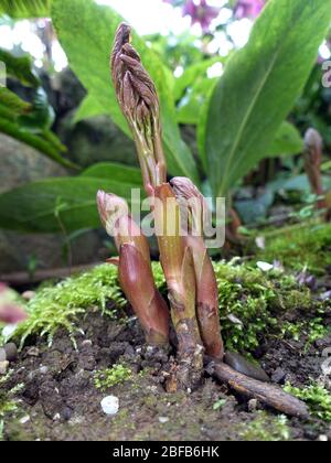 Junger Spross einer Gemeine Pfingstrose (Paeonia officinalis),Weilerswist, Nordrhein-Westfalen, Deutschland Stockfoto