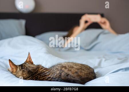 Frau schläft im Bett mit ihrer Katze. Besitzer mit ihrem Haustier. Frau, die auf ihr Smartphone schaut Stockfoto