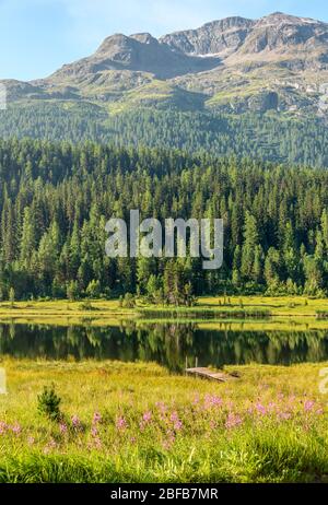 Frühlingslandschaft am Lej da Staz (Stazsee), Engadin, Graubünden, Schweiz Stockfoto