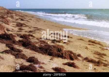 Braune Algen am Sandstrand in der Nähe des Meeres. Urlaub am Meer im Sommer. Stockfoto