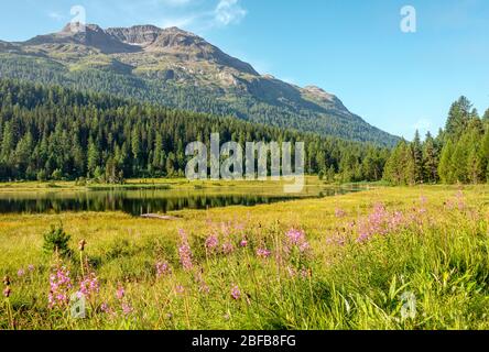 Frühlingslandschaft am Lej da Staz (Stazsee), Engadin, Graubünden, Schweiz Stockfoto