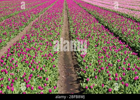 Blühendes Tulpenfeld mit lila Blüten in der niederländischen Landschaft Stockfoto