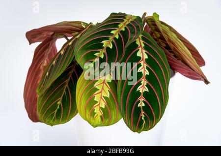 Dekorative bunte Blätter einer Gebetspflanze (maranta leuconeura var. erythroneura) auf weißem Hintergrund. Stockfoto