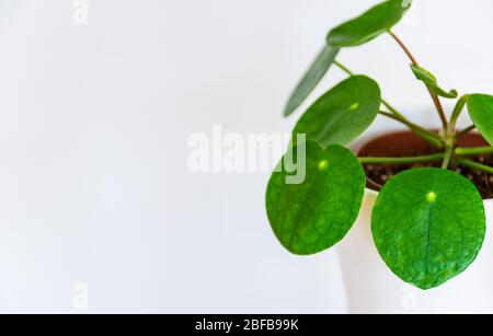 Nahaufnahme der hübschen chinesischen Geldanlage (pilea peperomioides) auf weißem Hintergrund. Attraktive moderne Hauspflanzen-Detail vor weißem Hintergrund. Stockfoto