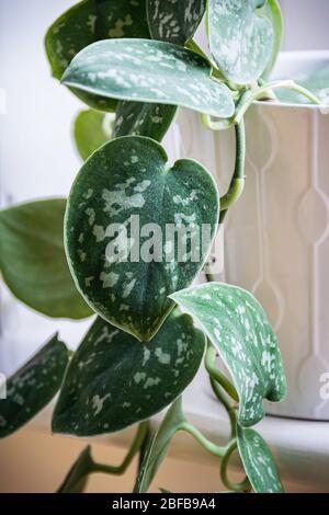 Nahaufnahme der hängenden Rebe aus Satinpothos (scindapsus pictus) Hauspflanze in einem weißen Topf auf einer Fensterbank. Attraktives Zimmerpflanzen-Detail mit silberfarbenem Blo Stockfoto