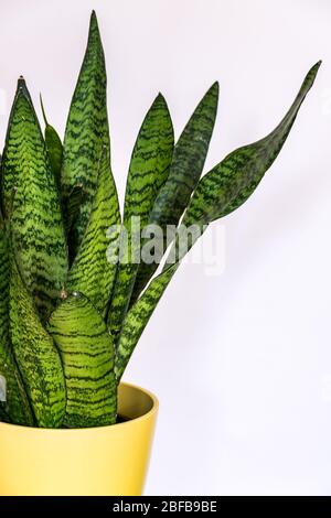 Nahaufnahme der interessanten Musterblätter einer Schlangenpflanze (Sansevieria zeylanica) in gelbem Topf auf weißem Hintergrund. Stockfoto