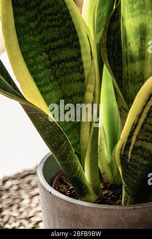 Nahaufnahme der schön gemusterten Blätter einer Schlangenpflanze (sansevieria trifasciata var. Laurentii) in einem Betonbeplanter. Attraktive Zimmerpflanze de Stockfoto