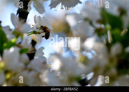 Bild einer Biene, die Pollen von Kirschblüten sammelt. Die Position der Blume in einer Ecke gibt die Möglichkeit, Postkarte und Leben messa zu erstellen Stockfoto