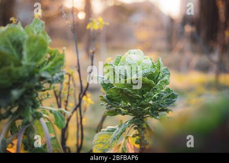 Brüssel Sprossen im Frühlingsgarten, hausgemachte Gemüsekohl im Sonnenuntergang Licht Bauernhof Hintergrund Stockfoto