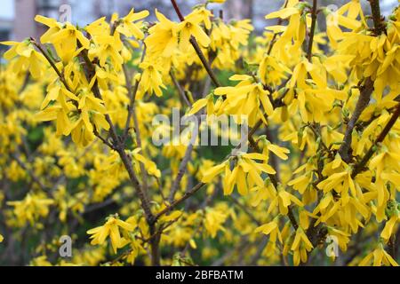 Blühende Forsythia Lynwood Gold Zweige, gelbe Blumen Frühling Hintergrund lizenzfreie Stock Bilder Stockfoto