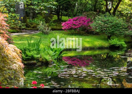 Erstaunliche Rhododendron Büsche blühen im japanischen Garten in Den Haag - Teich und Reflexion und Farne und Kletten Stockfoto