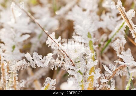 Der Frost auf dem Gras im späten Herbst bei Tageslicht. Stockfoto