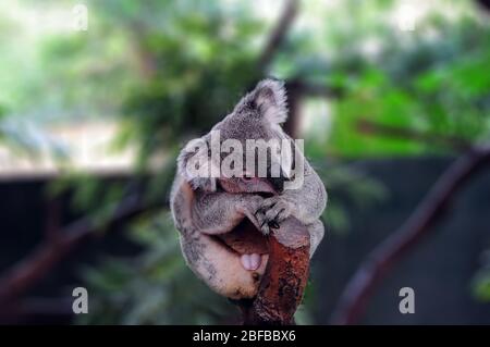 Koala, (Phascolarctos cinereus) in Koala Park Sanctuary Sydney, NSW Australien Stockfoto