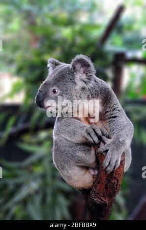 Koala, (Phascolarctos cinereus) in Koala Park Sanctuary Sydney, NSW Australien Stockfoto