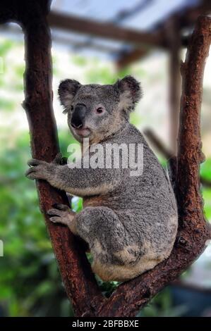 Koala, (Phascolarctos cinereus) in Koala Park Sanctuary Sydney, NSW Australien Stockfoto