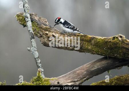 Flauschige Holzspechte männlich und weiblich Stockfoto