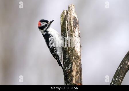 Flauschige Holzspechte männlich und weiblich Stockfoto