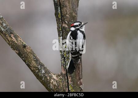 Flauschige Holzspechte männlich und weiblich Stockfoto