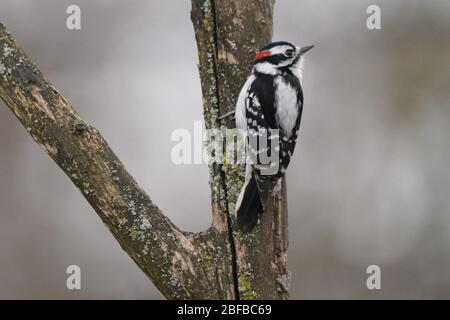 Flauschige Holzspechte männlich und weiblich Stockfoto