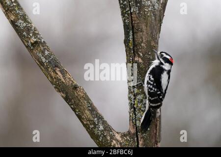 Flauschige Holzspechte männlich und weiblich Stockfoto