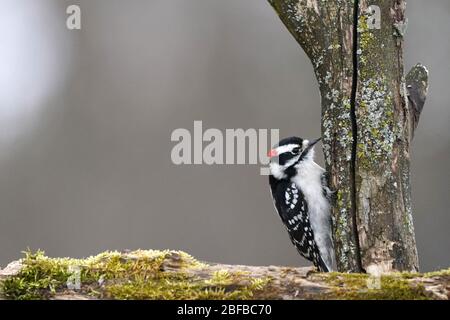 Flauschige Holzspechte männlich und weiblich Stockfoto