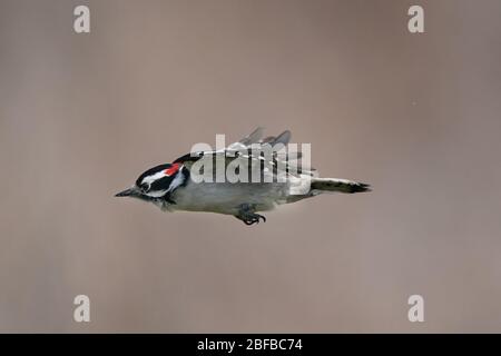 Flauschige Holzspechte männlich und weiblich Stockfoto