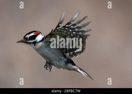 Flauschige Holzspechte männlich und weiblich Stockfoto