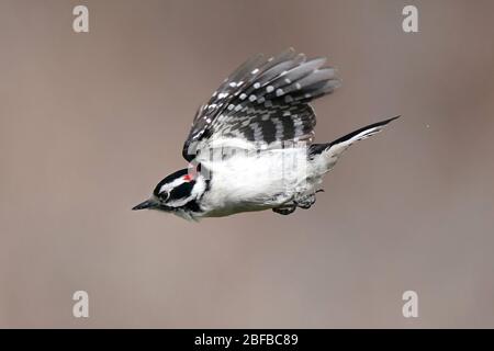 Flauschige Holzspechte männlich und weiblich Stockfoto