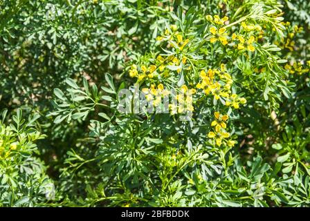 Ruta allgemein bekannt als rue Ruta graveolens rue oder common rue Stockfoto