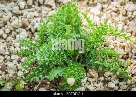 Carlina acaulis Pflanze auf dem Feld in der Natur. Carlina vulgaris oder Carline Gras, Familie Asteraceae Stockfoto