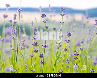 Violette Lavendelfeld blüht im Sommer Sonnenlicht. Meer von Fliederblumen Landschaft in Provence, Frankreich. Ein Strauß duftender Blumen der französischen Provence Stockfoto