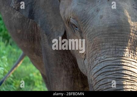 Blick in das Auge des Elefanten, Frontalansicht des großen Elefanten in seiner natürlichen Umgebung, Udawalawe National Park, Sri Lanka Stockfoto