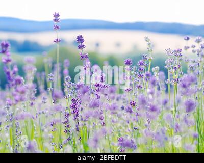 Violette Lavendelfeld blüht im Sommer Sonnenlicht. Meer von Fliederblumen Landschaft in Provence, Frankreich. Ein Strauß duftender Blumen der französischen Provence Stockfoto