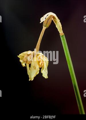 Single drooping und sterbenden Narzissen stammen symbolisch für das Passieren, London, England, Großbritannien, Europa Stockfoto