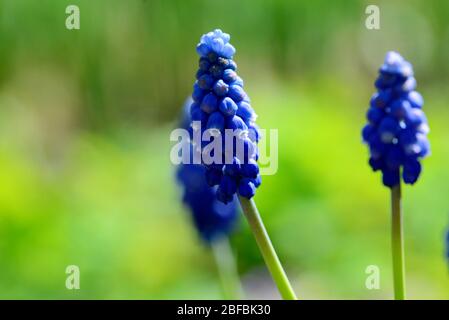 Blaue Traube Hyazinthe Blume Muscari Armeniacum Pflanze Stockfoto