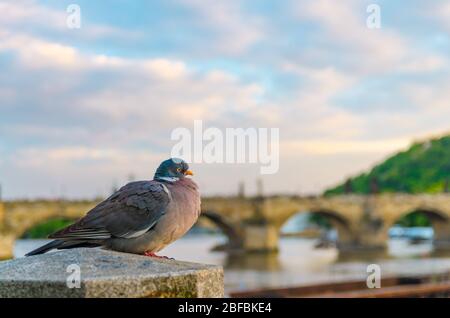 Taubenauge vor der Karlsbrücke Karluv Most über Moldau in der Altstadt von Prag historischen Zentrum, grüner Garten am Hang des Petrin Hill Stockfoto