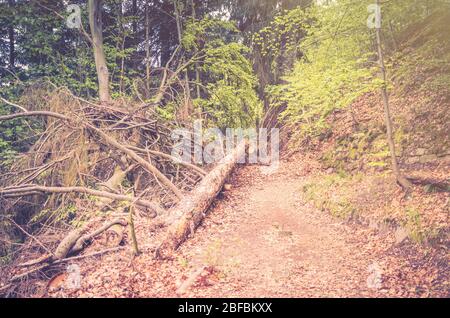 Fallender Baum auf dem Weg in Slavkov dichten dichten Wald mit Buchen in der Nähe von Karlsbad (Karlsbad) Stadt, Westböhmen, Tschechische Republik Stockfoto