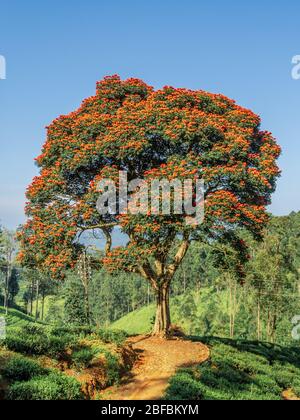 Sommerblüte Zierbaum in grünen Tee Plantage Landschaft Stockfoto