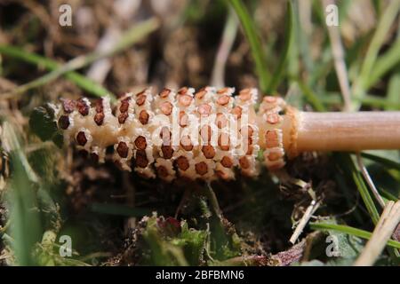 Fruchtbarer Ableger des Acker-Schachtelhalms (Equisetum arvense). Stockfoto