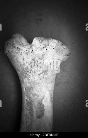 Schwarz-Weiß-Schuss eines Knochens (aus einem Schwein). Vignettierung wurde hinzugefügt. Stockfoto