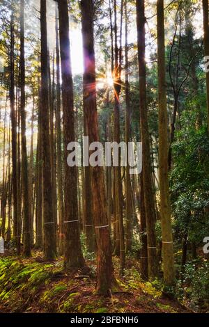 Hohe, gerade Pinien in den Bergen rund um Kyoto Stadt von Japan an einem sonnigen Tag. Stockfoto