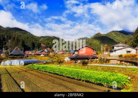 Gemüse, das auf einer abgelegenen landwirtschaftlichen Farm in einem kleinen Dorf in Ohara in der Nähe von Kyoto, Japan, angebaut wird. Stockfoto