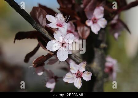 Die rosa Blüten der Kirschpflaume (Prunus cerasifera). Stockfoto
