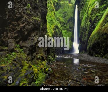 Die unteren Oneonta Falls stürzen sich über 70 Meter in die smaragdgrüne Schönheit dieses engen Schlitzschluchtes in der Columbia River Gorge von Oregon. Stockfoto