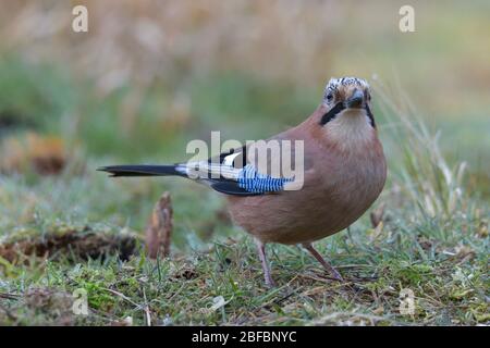 Eurasischer eichelhäher, Garrulus glandarius auf dem Boden Stockfoto