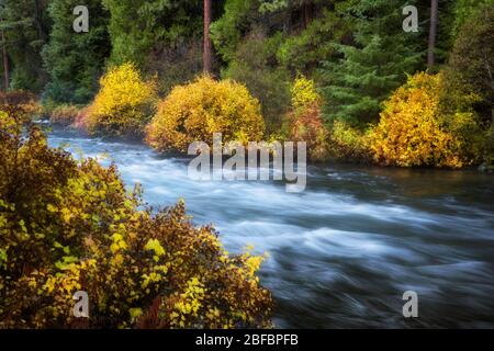 Der Wild & Scenic Metolius River rast in der Nähe von Camp Sherman im Jefferson County im Zentrum von Oregon vorbei an lebhaften Herbstfarben. Stockfoto